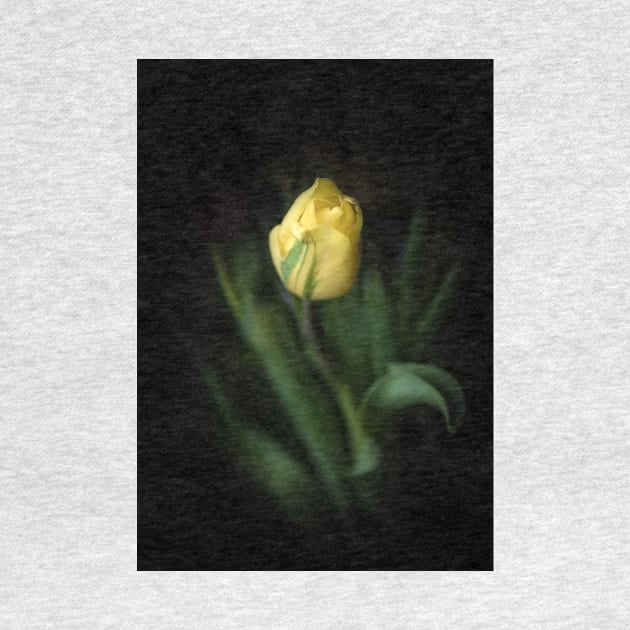 Single Yellow Tulip Still Life by Amy-K-Mitchell